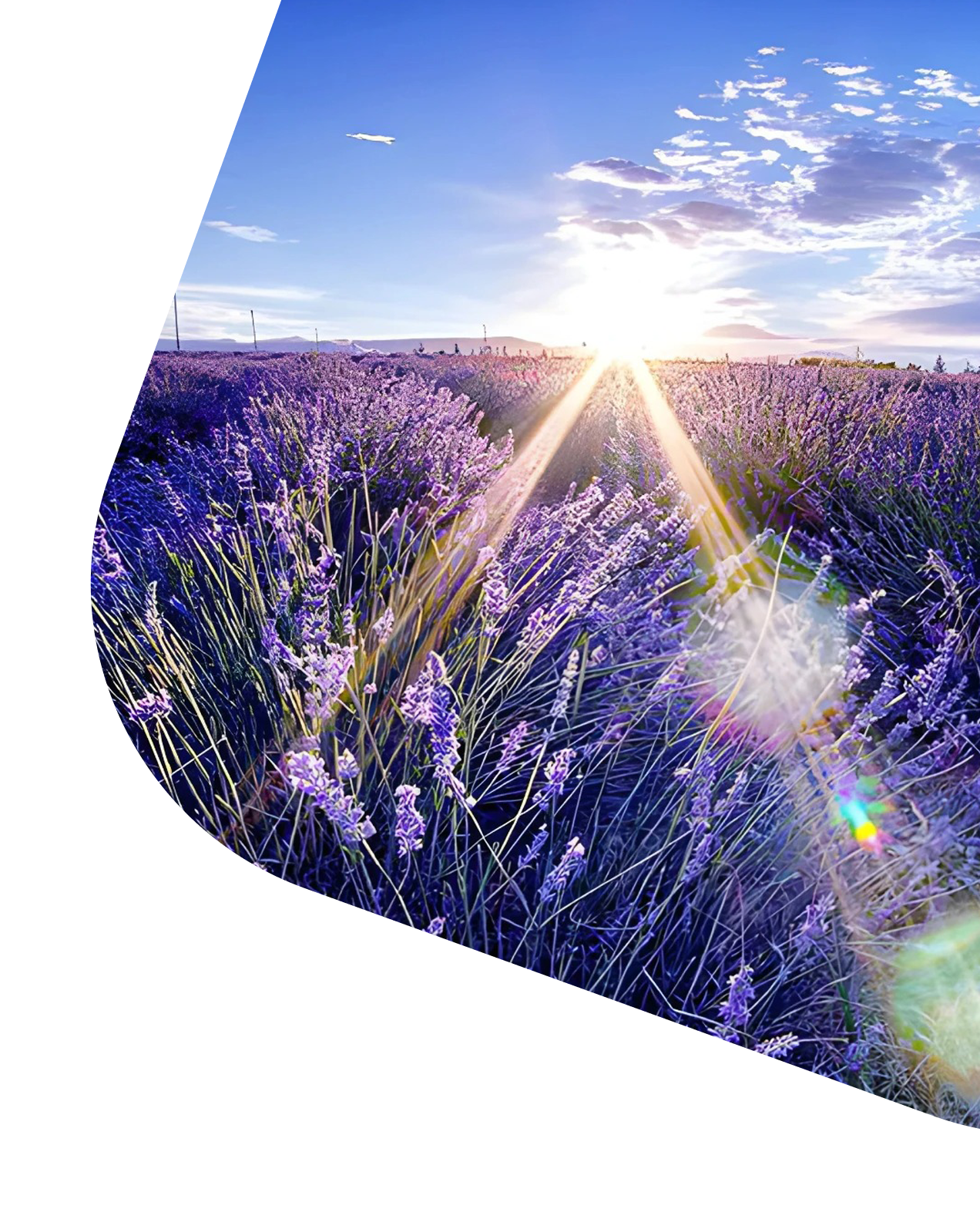 Woman background